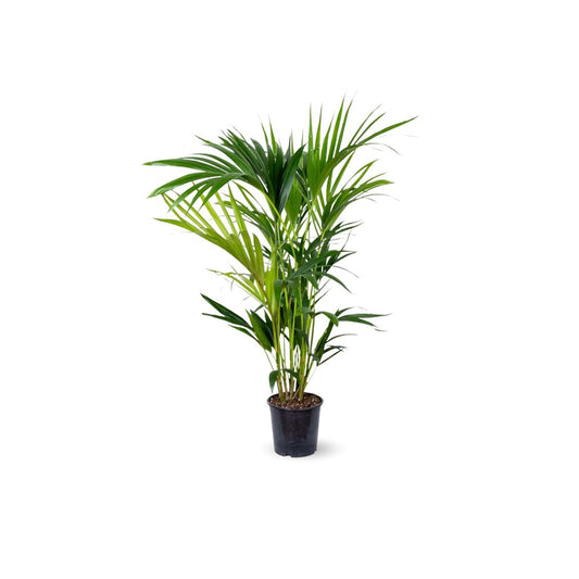  Kentia - Palmier - Purificateur D'air - ↕ 50-60 Cm - ⌀ 14 Cm - Plante D'intérieur - Howea Forsterian