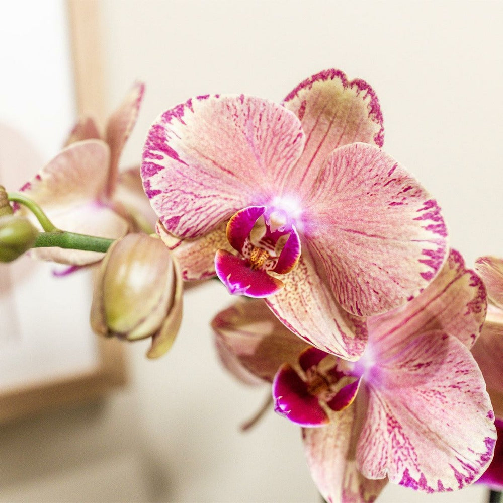  Orchidée Phalaenopsis Orange-rose Jewel Pirate Picotee 45cm - Plante D'intérieur