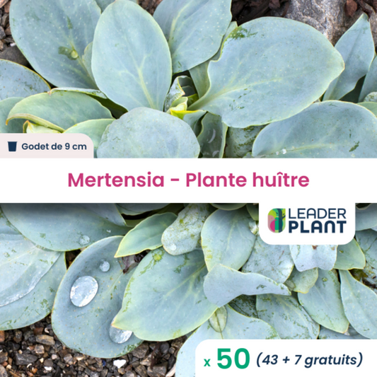  50 X Mertensia Au Goût D'huitre En Godet
