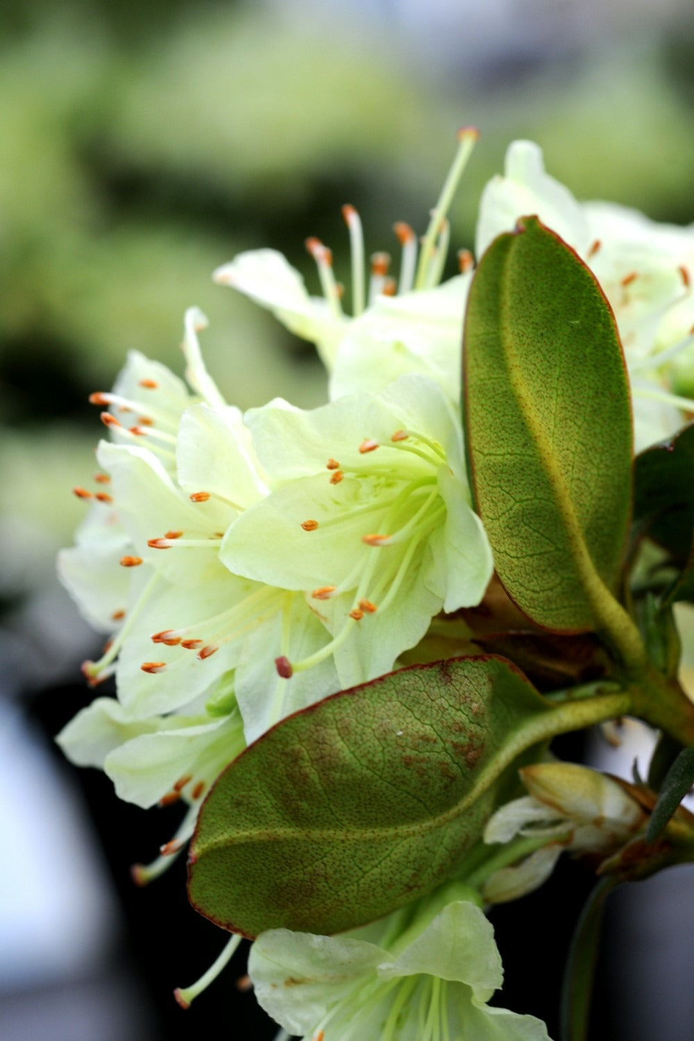  Rhododendron 'shamrock' - En Pot De 4 Litres
