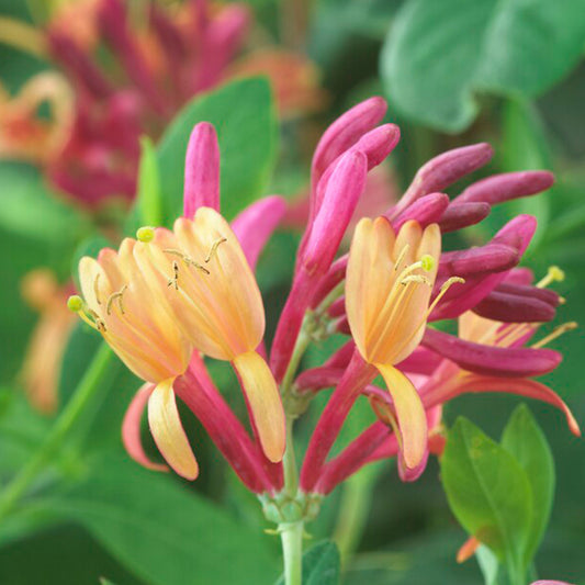  Lot De 2 - Lonicera Heckrottii Goldflame - Chèvrefeuille - Rouge, Jaune - Pot 15cm - 70-80cm De Haut