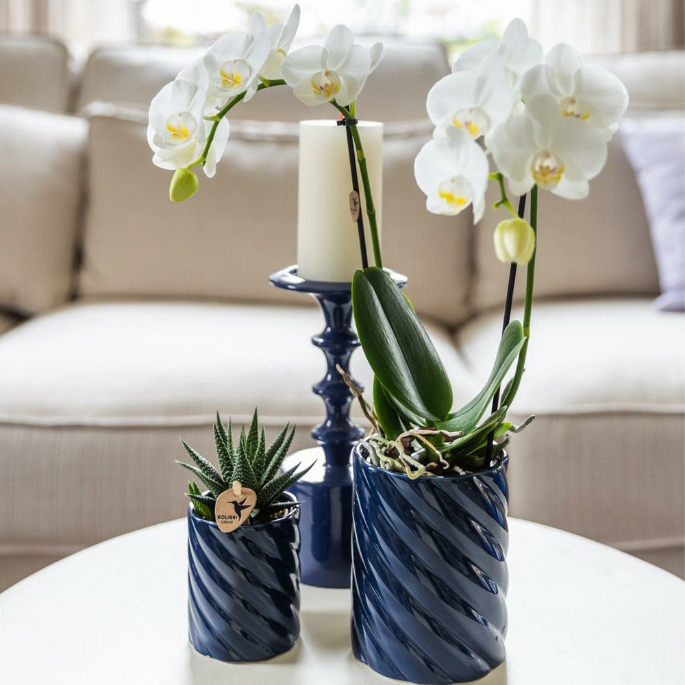  Set Orchidée Phalaenopsis Blanche Et Haworthia En Pots Candy