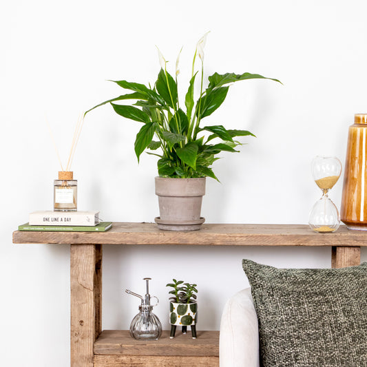 Spathiphyllum - Fleur De Lune - Plantes D’intérieur - Dépolluante - Hauteur 30-40 Cm - Pot 12 Cm