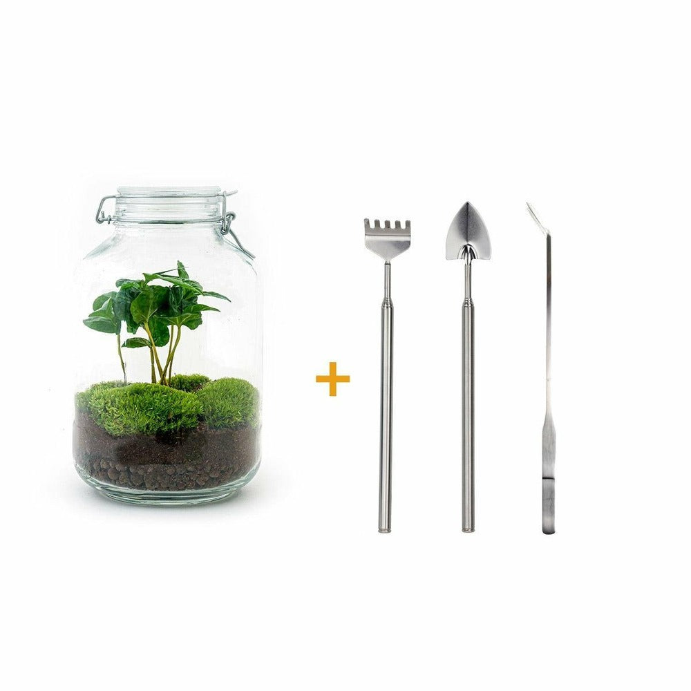  Kit Terrarium Diy - Oslo Caféier - Rateau + Pelle + Pince