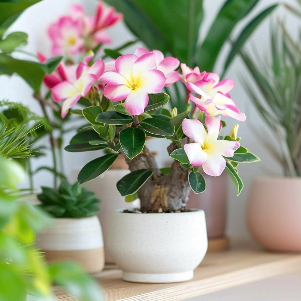  Rose Du Désert - Adenium Obesum 'pink Star' - Hauteur 30-45cm - ⌀13cm