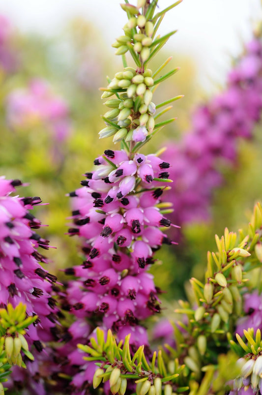  Bruyère D'hiver 'eva Gold' - En Pot De 1 Litre