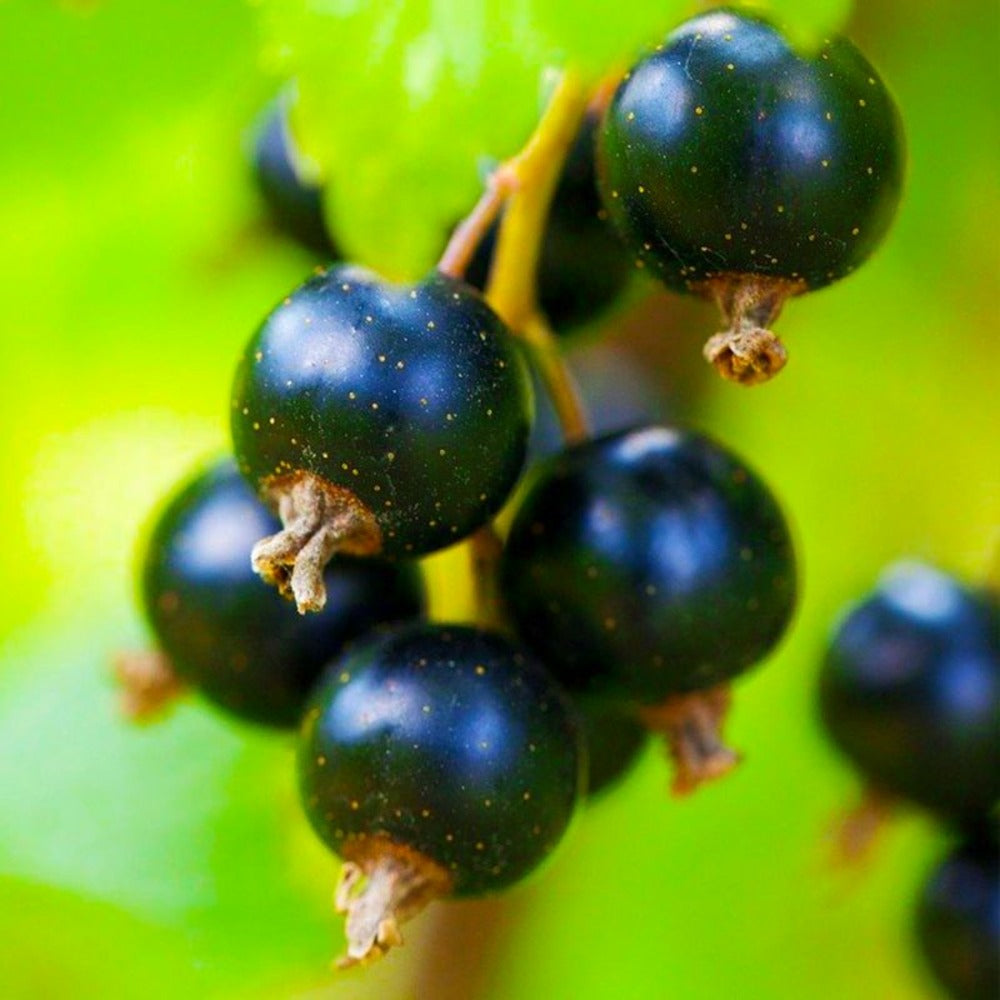  Cassissier 'andega' (ribes Nigrum 'andega')