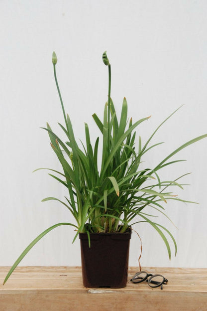  Agapanthe 'artic Star' - En Pot De 3 Litres