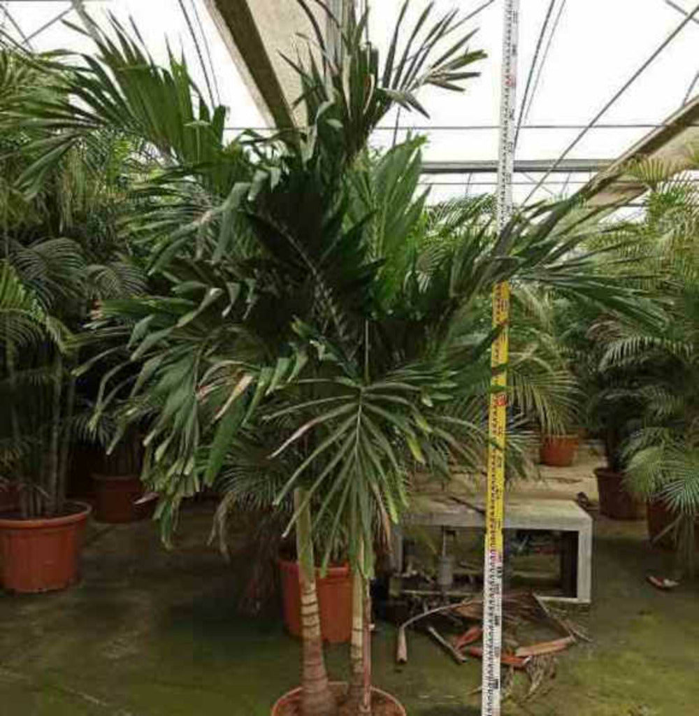  Adonidia Merrillii (veitchia Merrillii- Palmier De Manille) Spécimen Pot De 30l Plusieurs Troncs 200/250cm