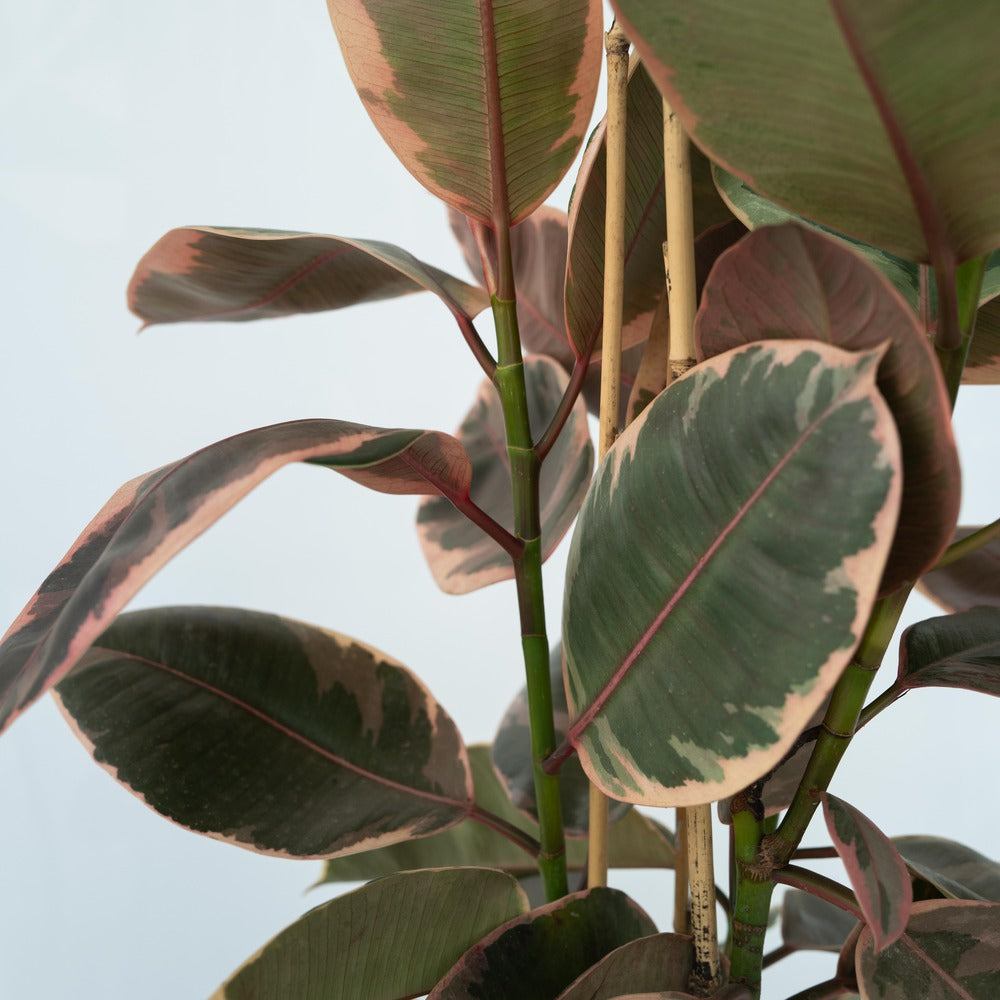  Caoutchouc - Ficus Elastica 'belize' - Hauteur 75-100cm - ⌀24cm