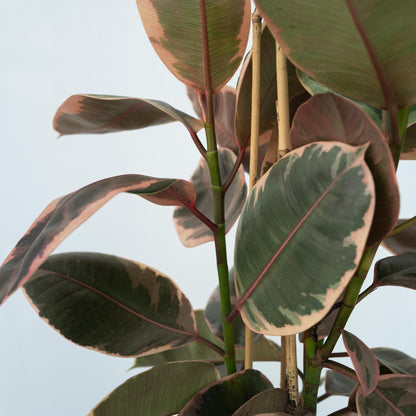  Caoutchouc - Ficus Elastica 'belize' - Hauteur 75-100cm - ⌀24cm