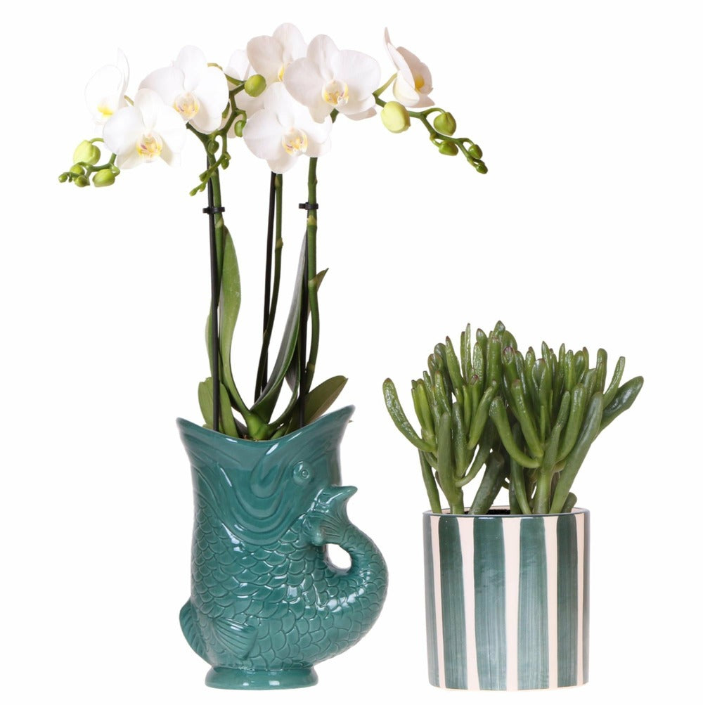  Orchidée Amabilis Et Crassula En Pots Verts