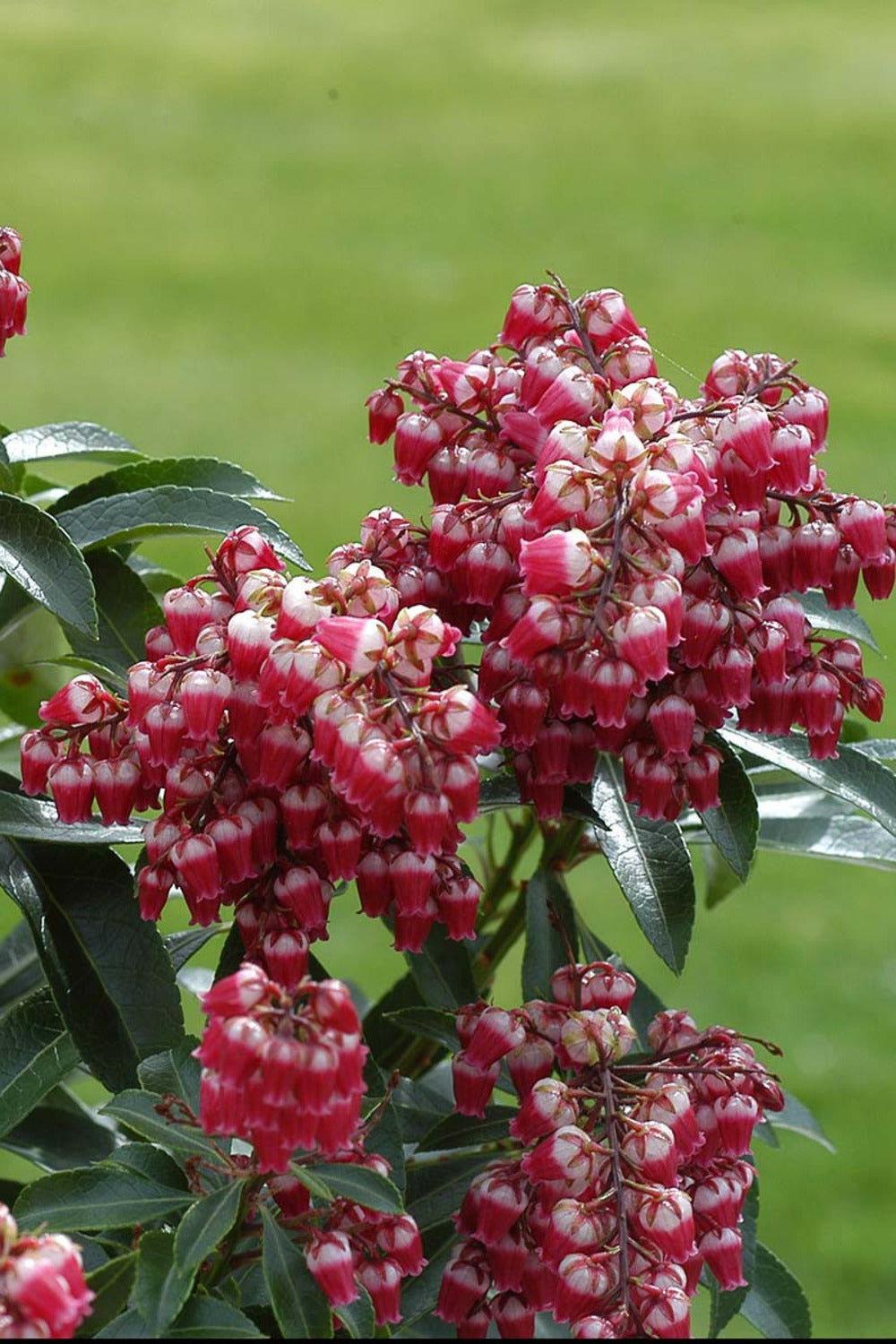  Andromède 'passion' - En Pot De 3 Litres