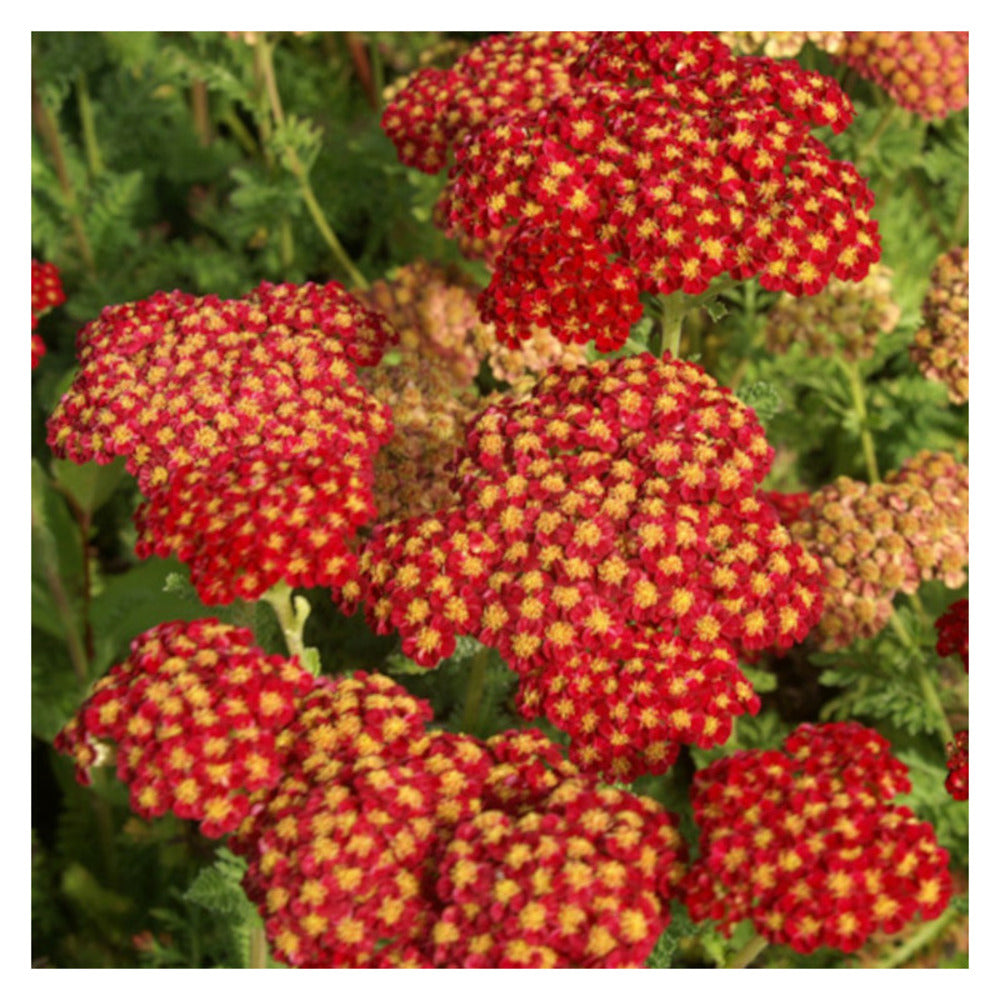  Achillée Strawberry Seduction/[-]godet - 5/20 Cm