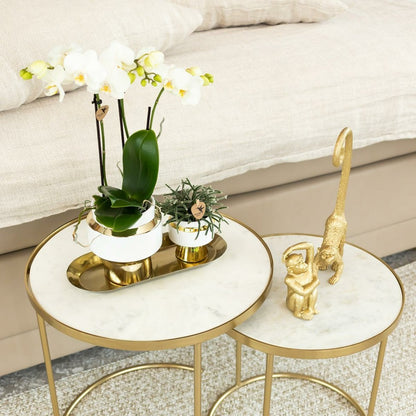  Offre Spéciale : 4 Phalaenopsis Orchidées Blanches Amabilis Cm - Plante D'intérieur