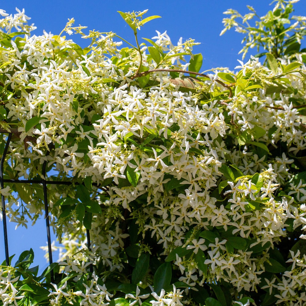  Jasmin étoilé - Le Pot / 2l / Hauteur Livrée 40-50cm