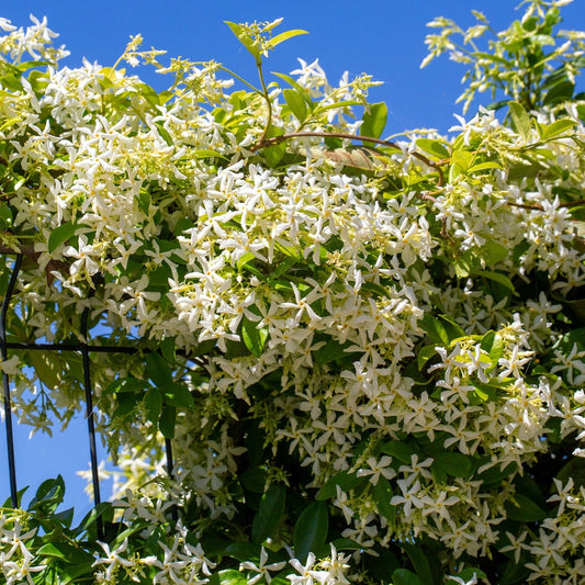  Jasmin étoilé - Le Pot / 2l / Hauteur Livrée 40-50cm