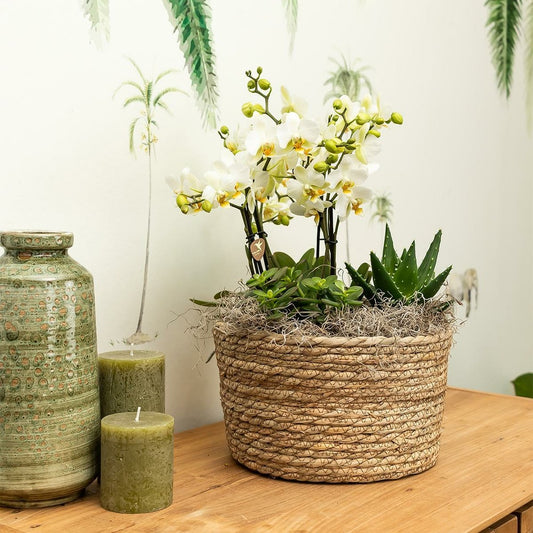 Set De 3 Orchidées Violettes Dans Un Panier En Roseau Avec Réservoir D'eau 35cm - Plante D'intérieur