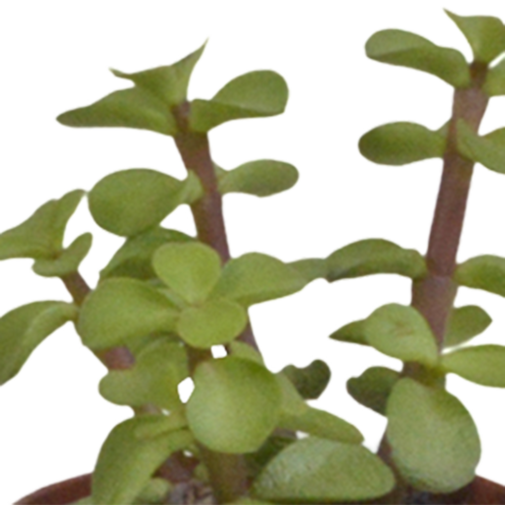  Coffret Succulente & Cactus + Caches-pots Blancs