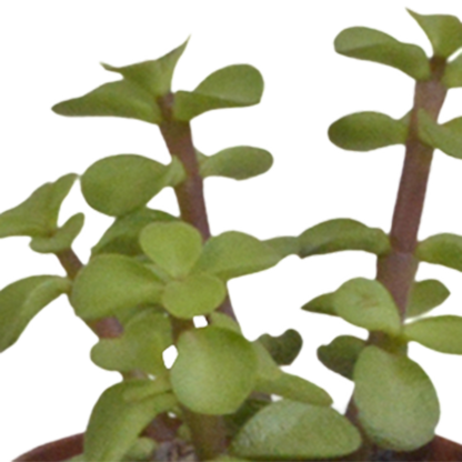  Coffret Succulente & Cactus + Caches-pots Blancs