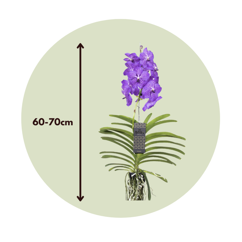  Orchidée - Vanda 'new Blue' - Hauteur 55-65cm