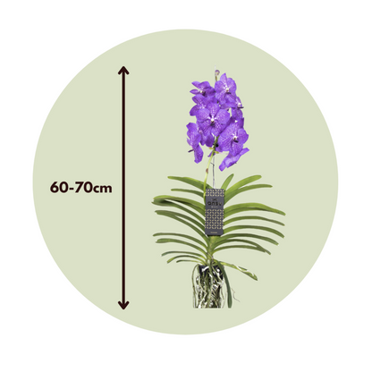  Orchidée - Vanda 'new Blue' - Hauteur 55-65cm
