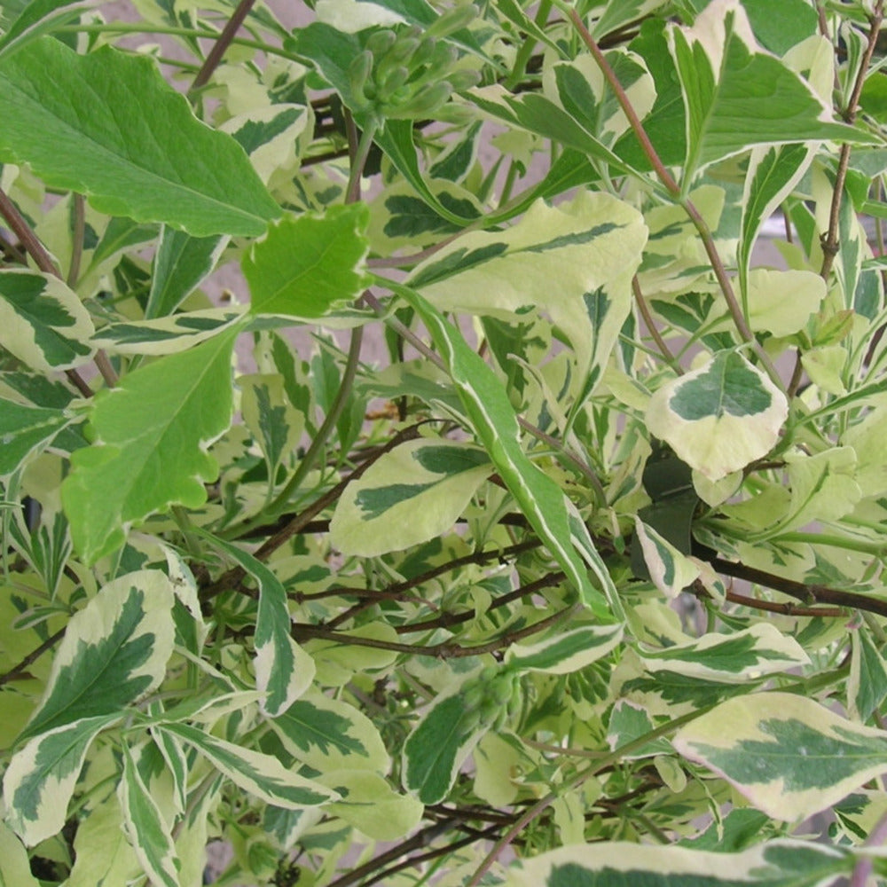  Chèvrefeuille Harlequin® 'sherlite'/[-]pot De 1,5l - Tuteur Bambou 30/60 Cm