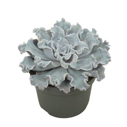 Echeveria Crispy Beauty Succulente Facile D'entretien Pot 12cm
