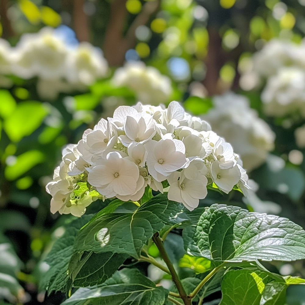  Hortensia - Set De 3 - Hydrangea Macrophylla Teller 'benxi' - H25-40cm - ⌀9cm