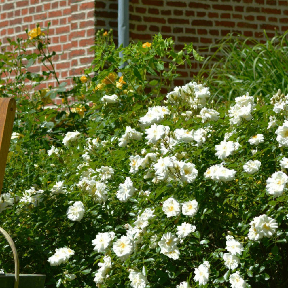  Rosier Arbustif Decorosier® Opalia® 'noaschnee'/[-]pot De 5l - 40/60 Cm