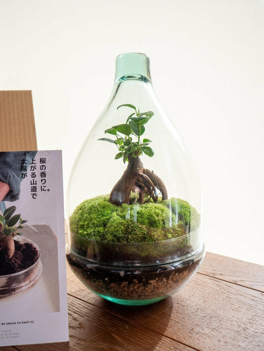  Kit Terrarium Diy - Cortica