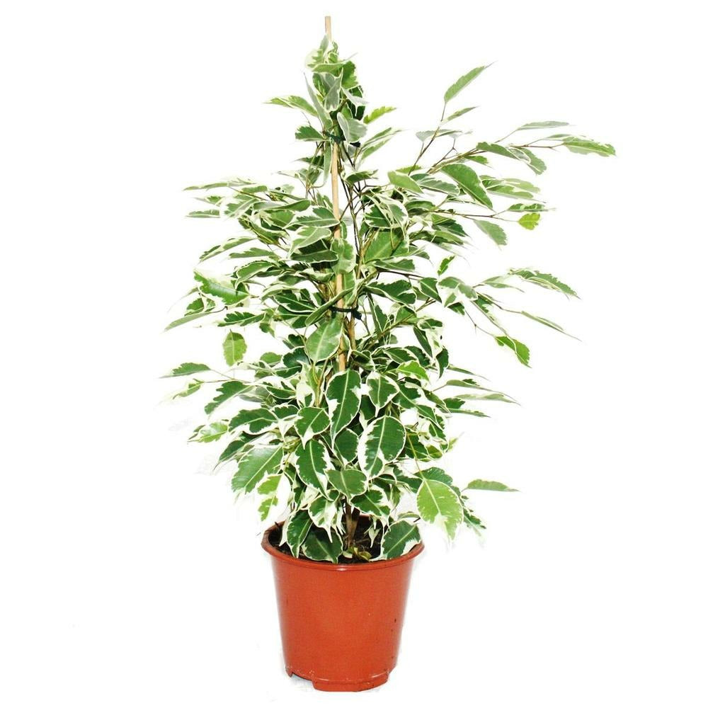  Ficus Benjamini "twilight", Bouleau Figue 14cm
