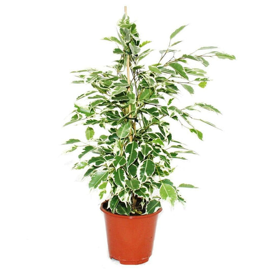  Ficus Benjamini "twilight", Bouleau Figue 14cm