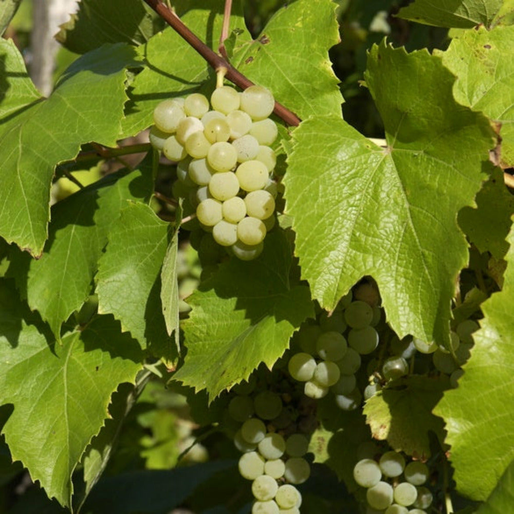 Vigne Bianca - Le Pot / 2l / Hauteur Livrée 40-50cm