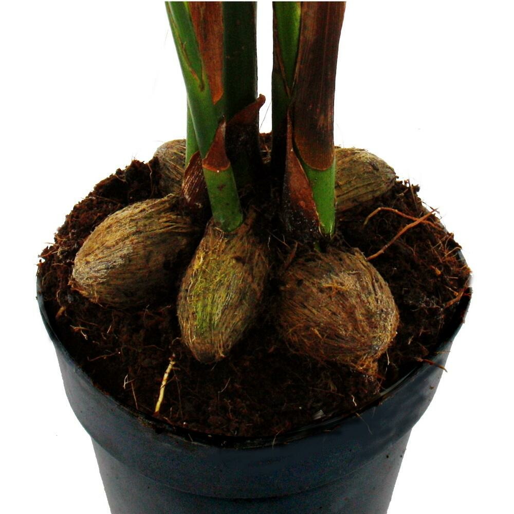  Betelnusspalme - Areca Catechu - Zimmerpalme - Betelpalme - 12cm Topf