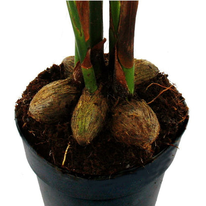  Betelnusspalme - Areca Catechu - Zimmerpalme - Betelpalme - 12cm Topf