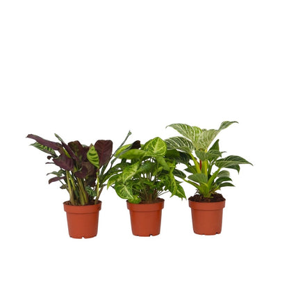  Mélange De Plantes D'intérieur - Set De 3 - Hauteur 25-40cm - ⌀12cm