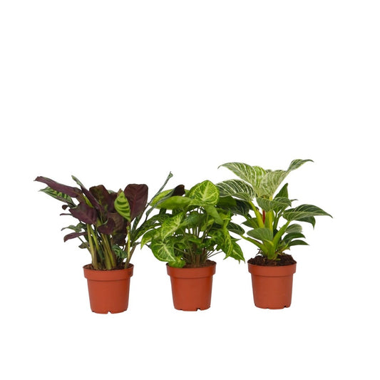  Mélange De Plantes D'intérieur - Set De 3 - Hauteur 25-40cm - ⌀12cm