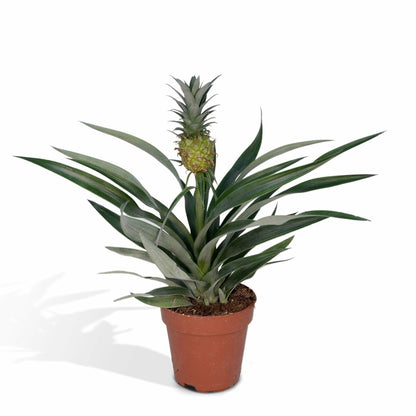  Bromelia Ananas 30cm - Plante D'intérieur