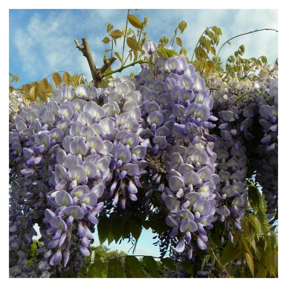  Glycine De Chine/[-]godet - 5/20 Cm