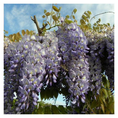  Glycine De Chine/[-]godet - 5/20 Cm