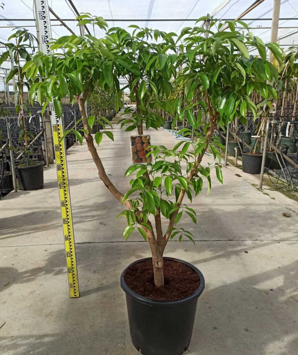  Litchi Sinensis Variété Wai Chee Pot De 7 Litres - 40/60 Cm