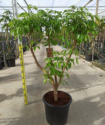  Litchi Sinensis Variété Wai Chee Pot De 7 Litres - 40/60 Cm