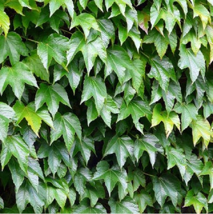  2 X Vigne Vierge Japonaise - Parthenocissus 'veitch Boskoop' - 50-60 Cm Pot