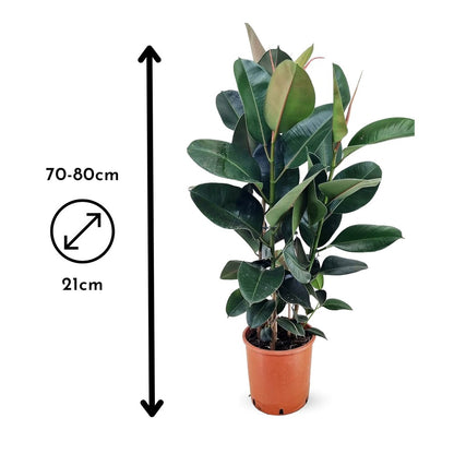  Ficus Elastica Robusta - Plante Caoutchouc - ↕ 70-80 Cm - ⌀ 24 Cm - Plante D'intérieur
