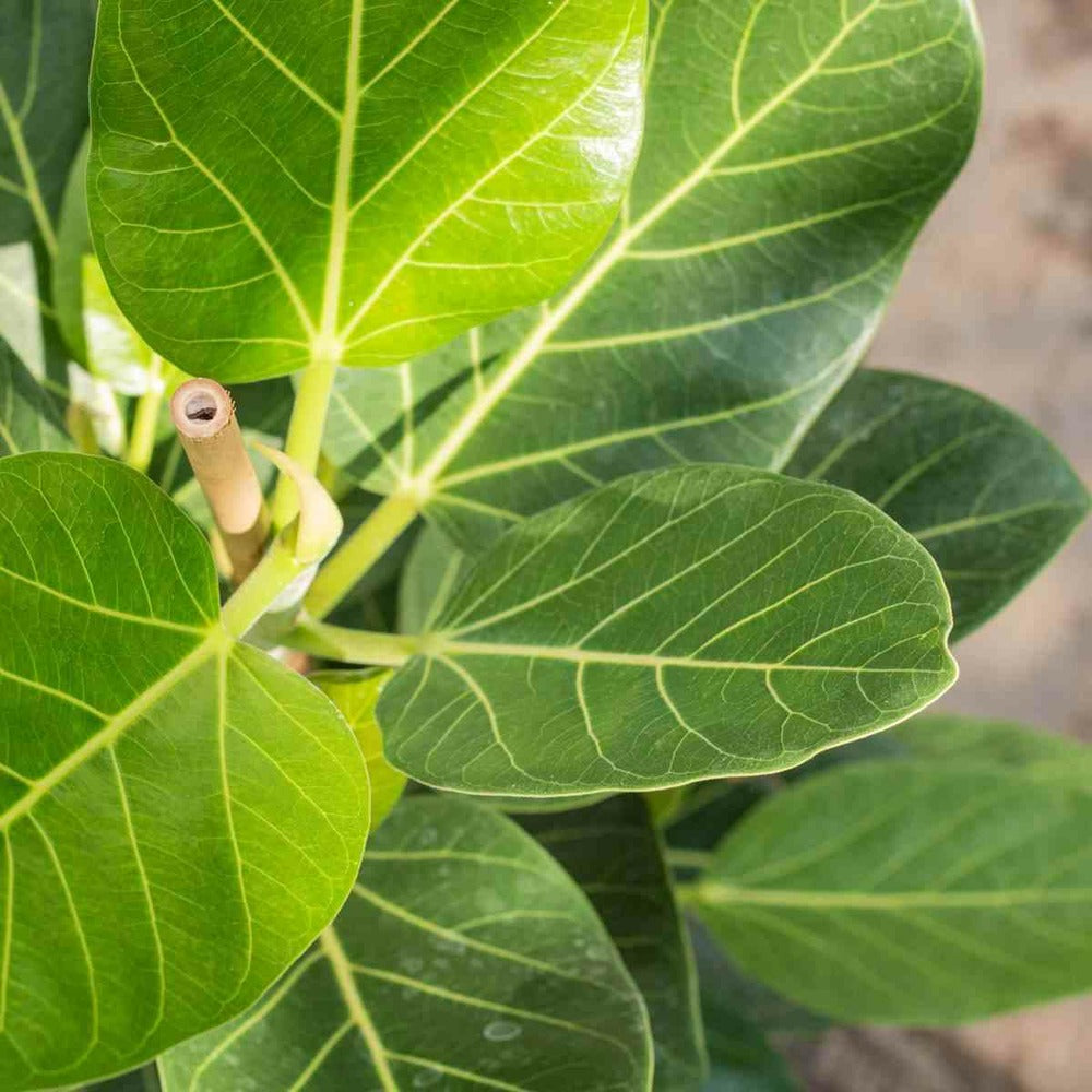  Ficus Benghalensis 'audrey' (figuier Des Banyans 'audrey') Pot De 65l - 70/100cm