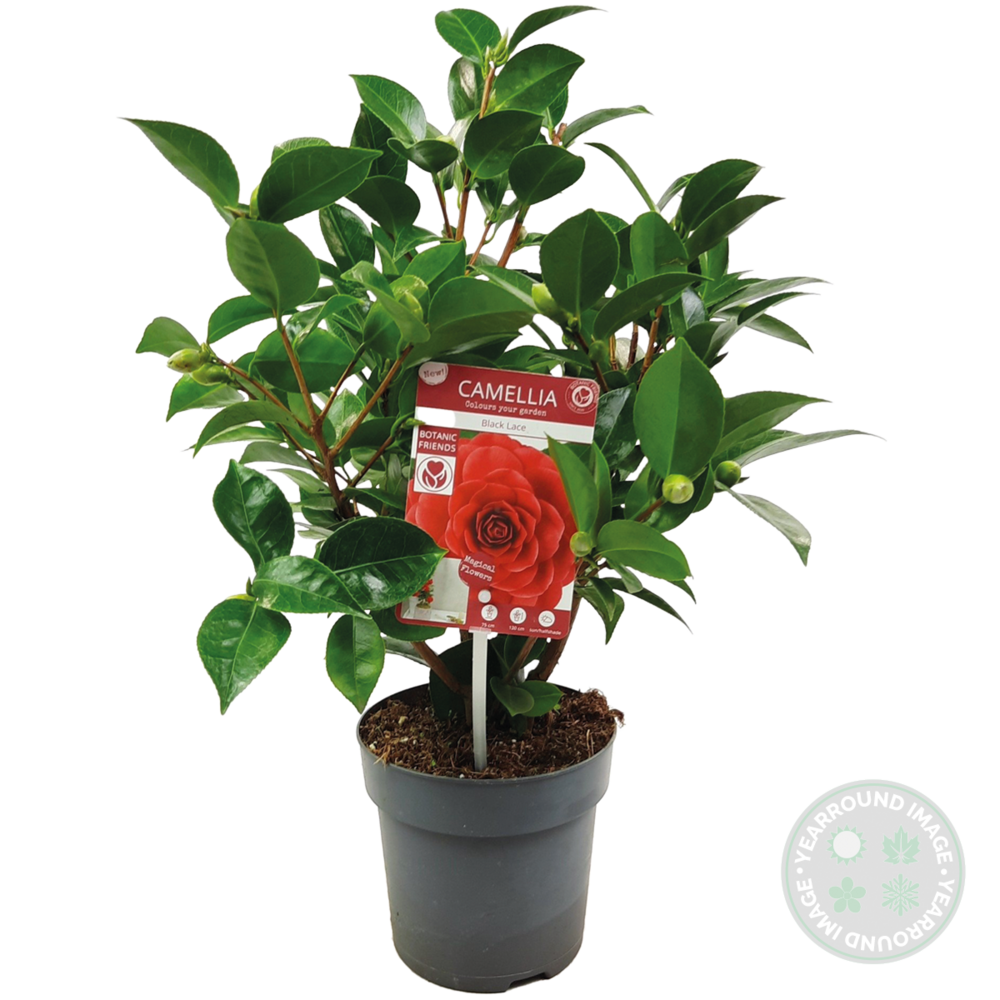  Camellia Japonica 'black Lace' - Rosier Du Japon - Buisson - Persistant - ⌀15 Cm - ↕30-35 Cm
