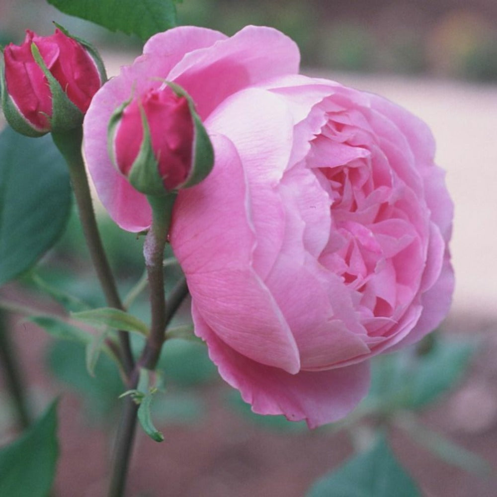  Kordes Rose Des Fées - Rosa 'queen Elizabeth'