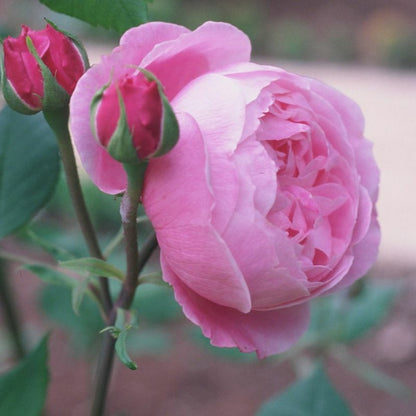  Kordes Rose Des Fées - Rosa 'queen Elizabeth'
