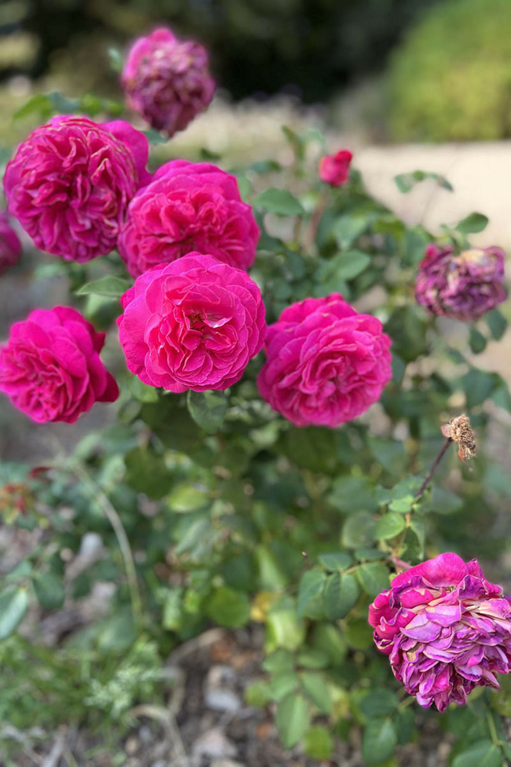  Rosier Kordès 'baronne Caroline' ? - En Pot De 4 Litres